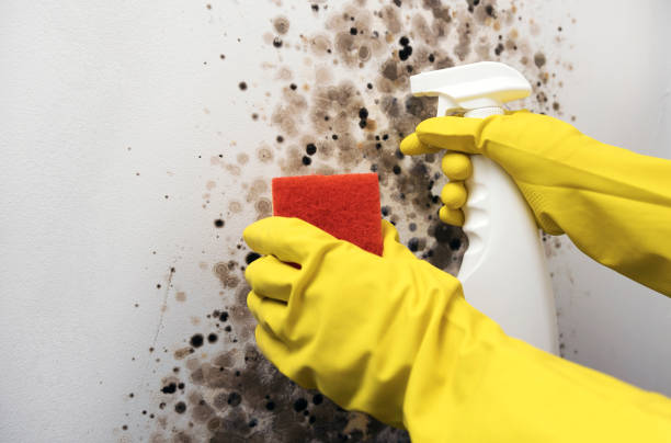 Best Emergency Mold Remediation in Hartville, OH